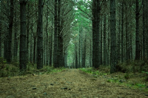 Narnia. Woodhill. Nueva Zelanda. Auckland.